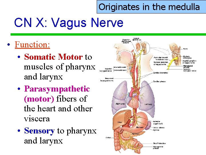 Originates in the medulla CN X: Vagus Nerve • Function: • Somatic Motor to