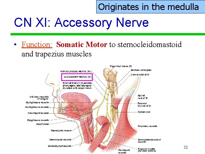 Originates in the medulla CN XI: Accessory Nerve • Function: Somatic Motor to sternocleidomastoid