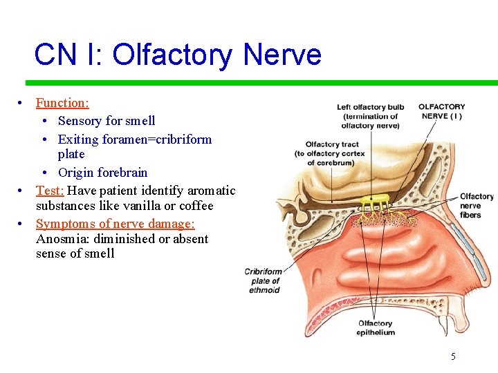 CN I: Olfactory Nerve • Function: • Sensory for smell • Exiting foramen=cribriform plate