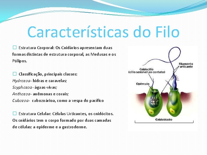 Características do Filo � Estrutura Corporal: Os Cnidários apresentam duas formas distintas de estrutura