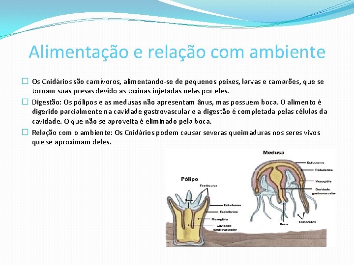 Alimentação e relação com ambiente � Os Cnidários são carnívoros, alimentando-se de pequenos peixes,