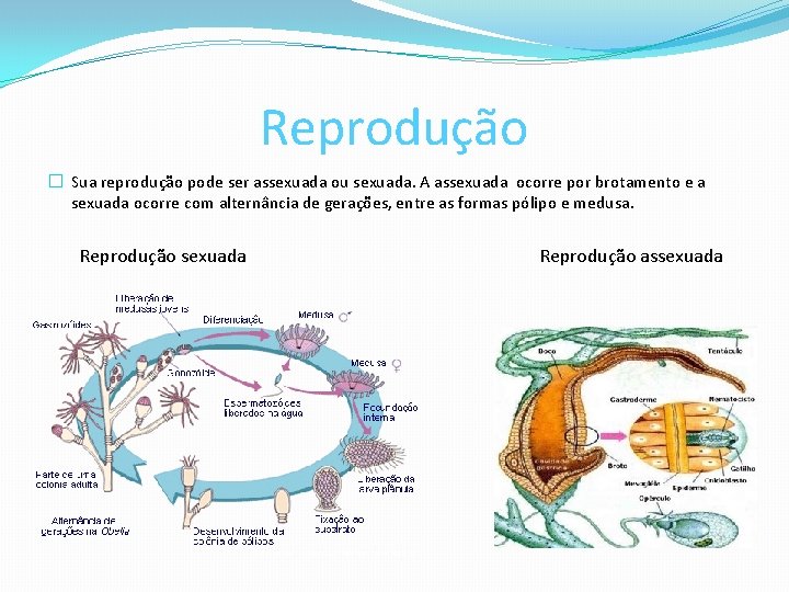 Reprodução � Sua reprodução pode ser assexuada ou sexuada. A assexuada ocorre por brotamento