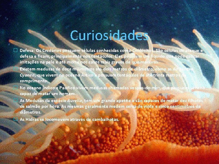 Curiosidades � Defesa: Os Cnidários possuem células conhecidas como Cnidócitos. São células de ataque