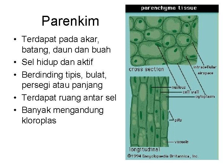 Parenkim • Terdapat pada akar, batang, daun dan buah • Sel hidup dan aktif