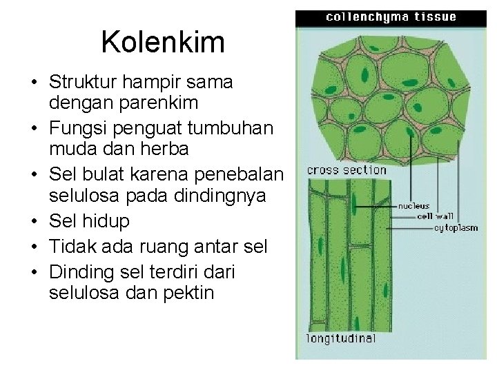 Kolenkim • Struktur hampir sama dengan parenkim • Fungsi penguat tumbuhan muda dan herba