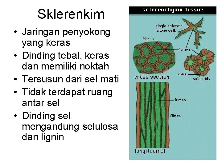 Sklerenkim • Jaringan penyokong yang keras • Dinding tebal, keras dan memiliki noktah •