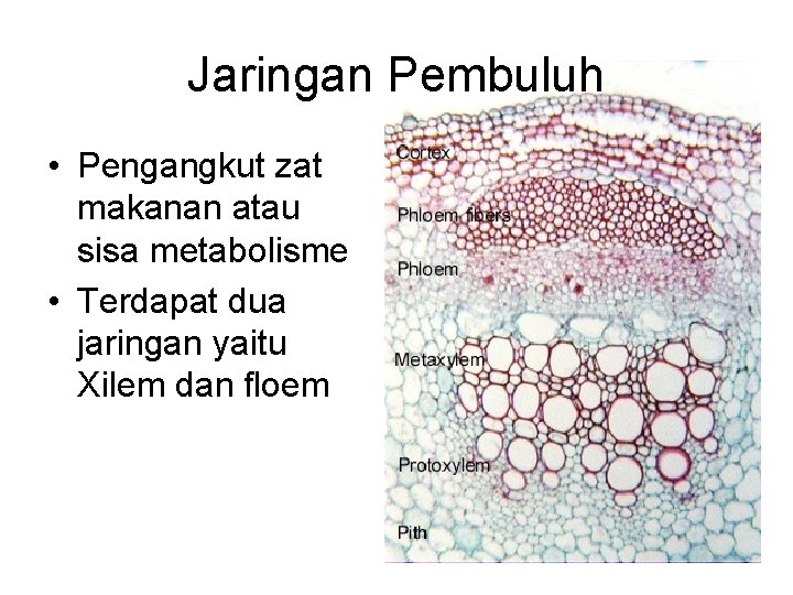 Jaringan Pembuluh • Pengangkut zat makanan atau sisa metabolisme • Terdapat dua jaringan yaitu