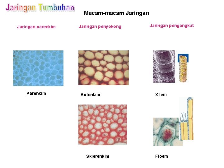 Macam-macam Jaringan parenkim Parenkim Jaringan penyokong Kolenkim Sklerenkim Jaringan pengangkut Xilem Floem 
