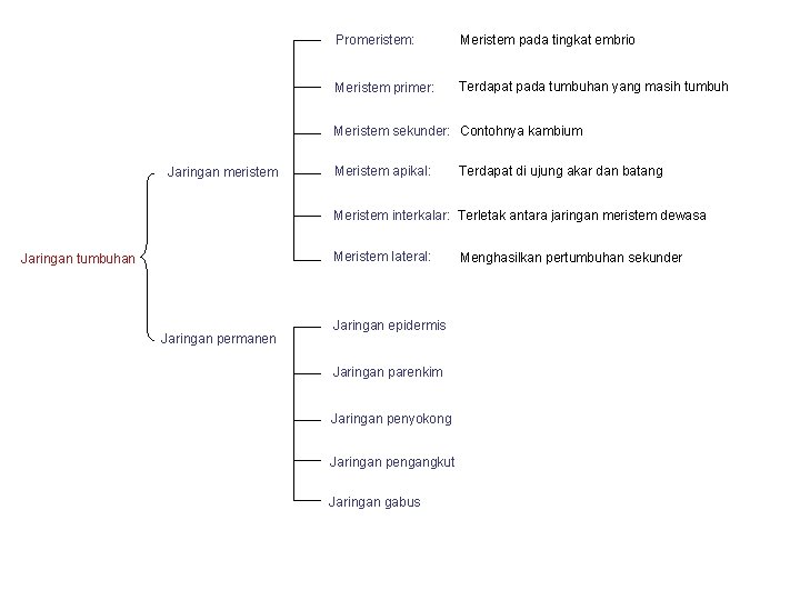 Promeristem: Meristem pada tingkat embrio Meristem primer: Terdapat pada tumbuhan yang masih tumbuh Meristem