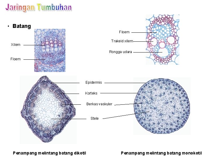  • Batang Floem Trakeid xilem Xilem Rongga udara Floem Epidermis Korteks Berkas vaskuler