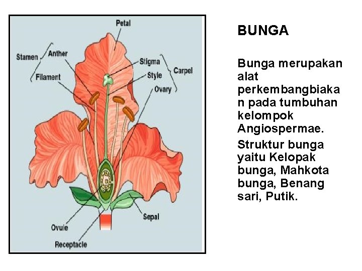 BUNGA Bunga merupakan alat perkembangbiaka n pada tumbuhan kelompok Angiospermae. Struktur bunga yaitu Kelopak