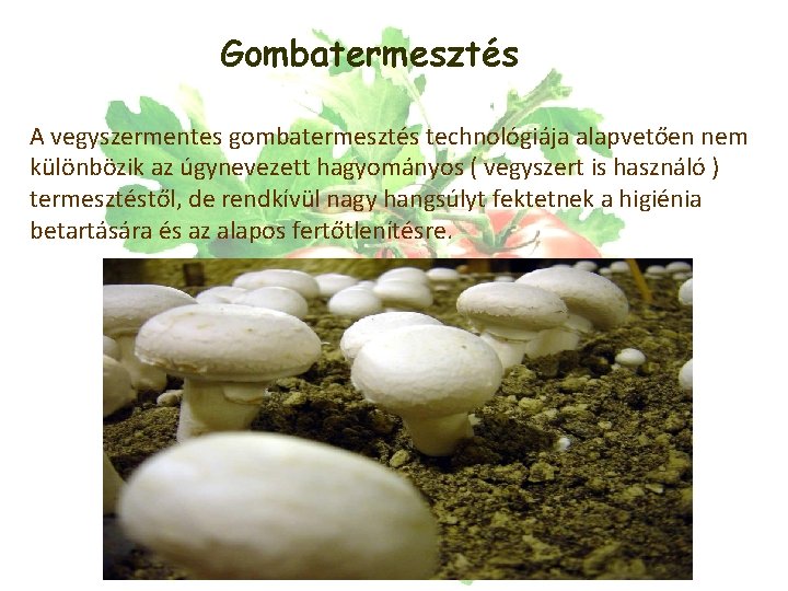 Gombatermesztés A vegyszermentes gombatermesztés technológiája alapvetően nem különbözik az úgynevezett hagyományos ( vegyszert is