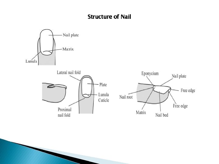 Structure of Nail 