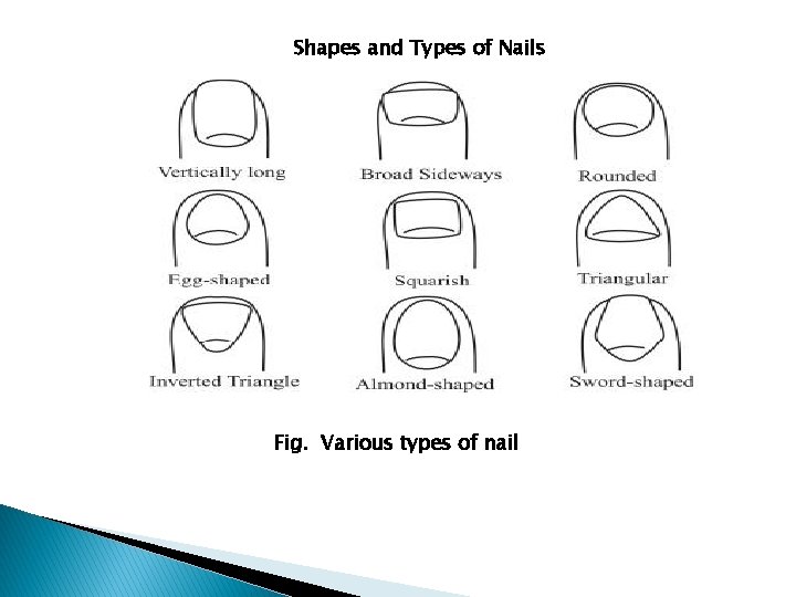 Shapes and Types of Nails Fig. Various types of nail 