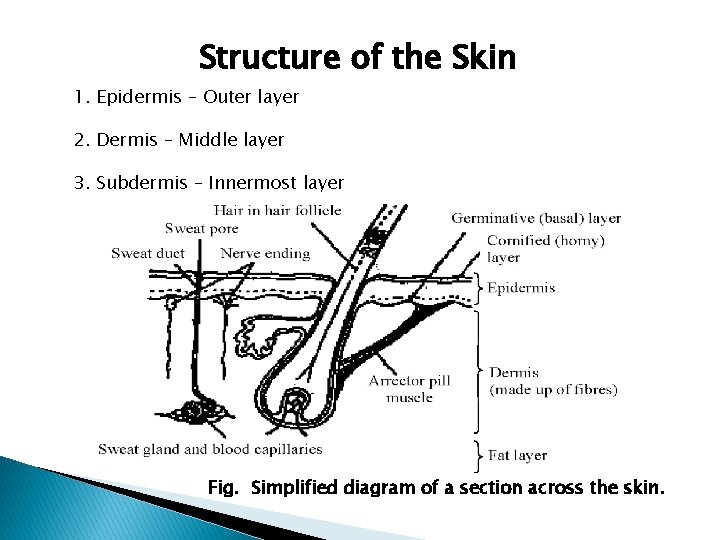 Structure of the Skin 1. Epidermis – Outer layer 2. Dermis – Middle layer