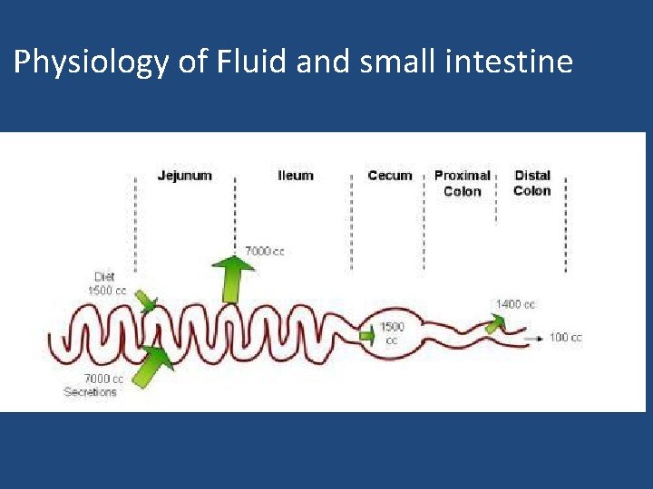 Physiology of Fluid and small intestine 