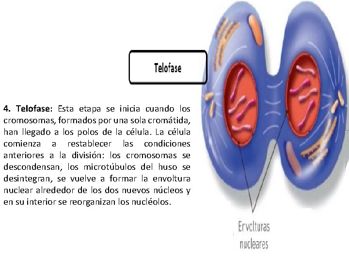 4. Telofase: Esta etapa se inicia cuando los cromosomas, formados por una sola cromátida,