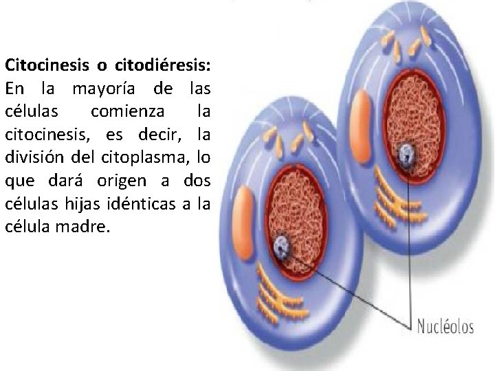Citocinesis o citodiéresis: En la mayoría de las células comienza la citocinesis, es decir,