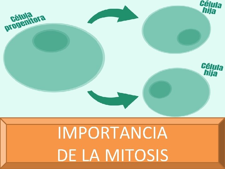 IMPORTANCIA DE LA MITOSIS 