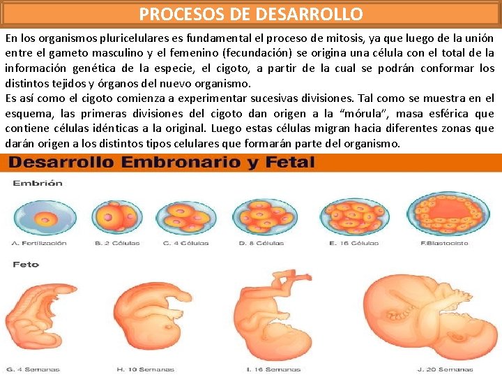 PROCESOS DE DESARROLLO En los organismos pluricelulares es fundamental el proceso de mitosis, ya