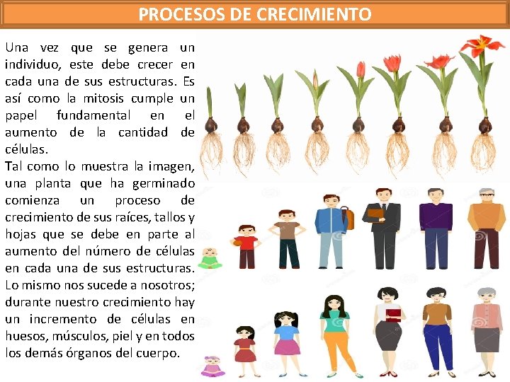 PROCESOS DE CRECIMIENTO Una vez que se genera un individuo, este debe crecer en