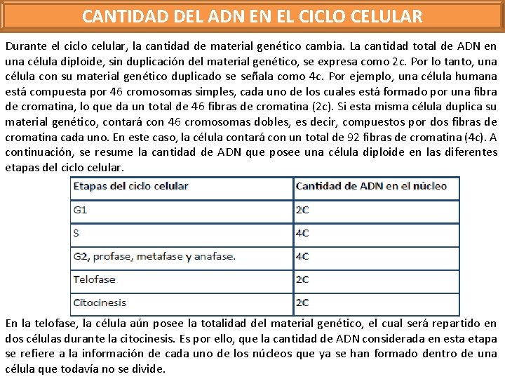 CANTIDAD DEL ADN EN EL CICLO CELULAR Durante el ciclo celular, la cantidad de