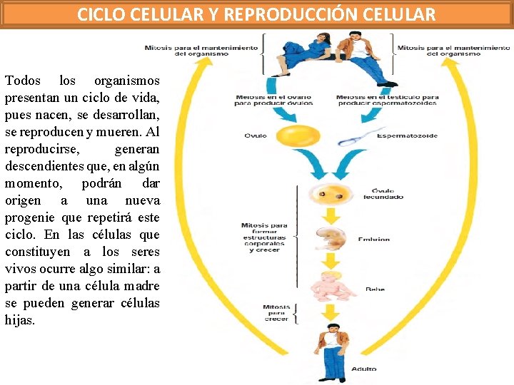 CICLO CELULAR Y REPRODUCCIÓN CELULAR Todos los organismos presentan un ciclo de vida, pues