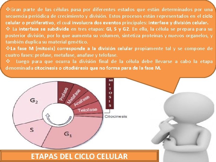 v. Gran parte de las células pasa por diferentes estados que están determinados por