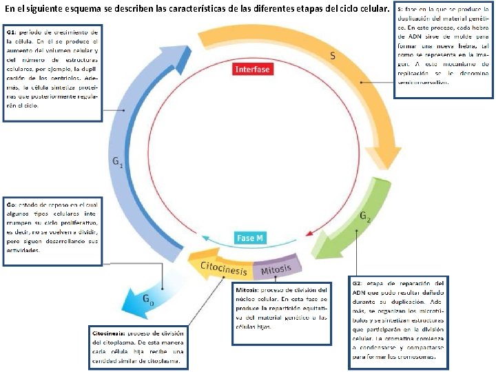 En el siguiente esquema se describen las características de las diferentes etapas del ciclo