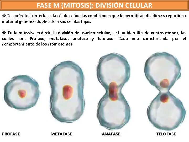 FASE M (MITOSIS): DIVISIÓN CELULAR v. Después de la interfase, la célula reúne las