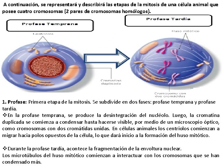 A continuación, se representará y describirá las etapas de la mitosis de una célula