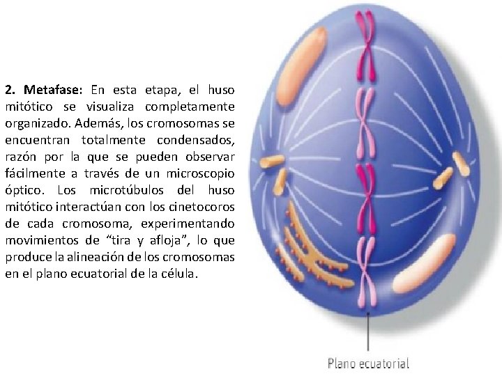 2. Metafase: En esta etapa, el huso mitótico se visualiza completamente organizado. Además, los