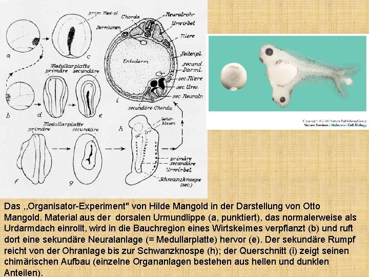 Das , , Organisator-Experiment" von Hilde Mangold in der Darstellung von Otto Mangold. Material