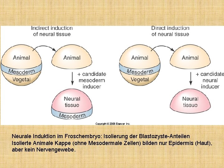 Neurale Induktion im Froschembryo: Isolierung der Blastozyste-Anteilen Isolierte Animale Kappe (ohne Mesodermale Zellen) bilden