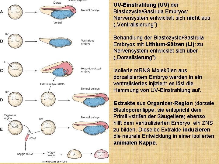 UV-Einstrahlung (UV) der Blastozyste/Gastrula Embryos: Nervensystem entwickelt sich nicht aus („Ventralisierung”) Behandlung der Blastozyste/Gastrula