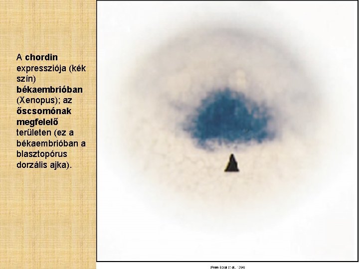 A chordin expressziója (kék szín) békaembrióban (Xenopus); az őscsomónak megfelelő területen (ez a békaembrióban