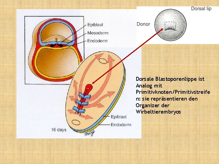 Dorsale Blastoporenlippe ist Analog mit Primitivknoten/Primitivstreife n: sie repräsentieren den Organizer der Wirbeltierembryos 