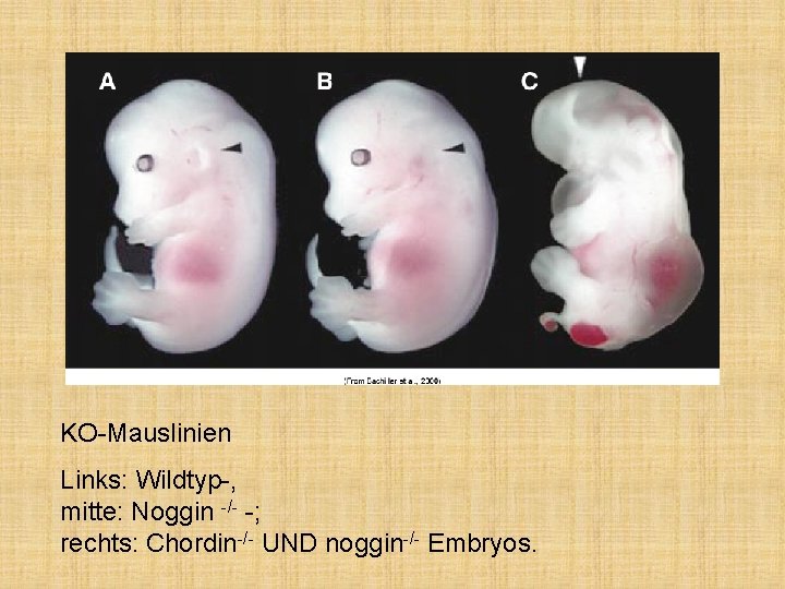 KO-Mauslinien Links: Wildtyp-, mitte: Noggin -/- -; rechts: Chordin-/- UND noggin-/- Embryos. 