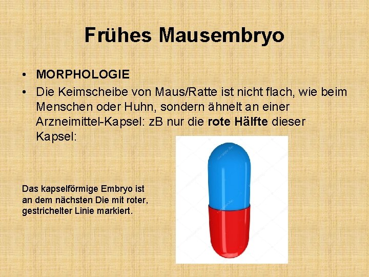 Frühes Mausembryo • MORPHOLOGIE • Die Keimscheibe von Maus/Ratte ist nicht flach, wie beim