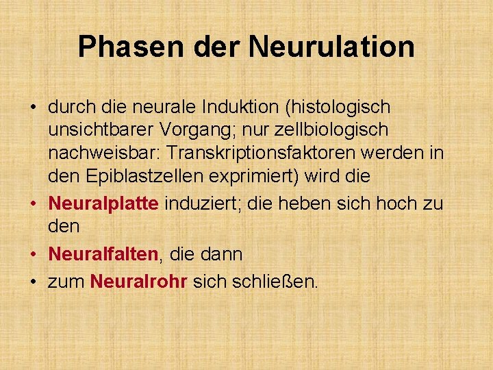 Phasen der Neurulation • durch die neurale Induktion (histologisch unsichtbarer Vorgang; nur zellbiologisch nachweisbar: