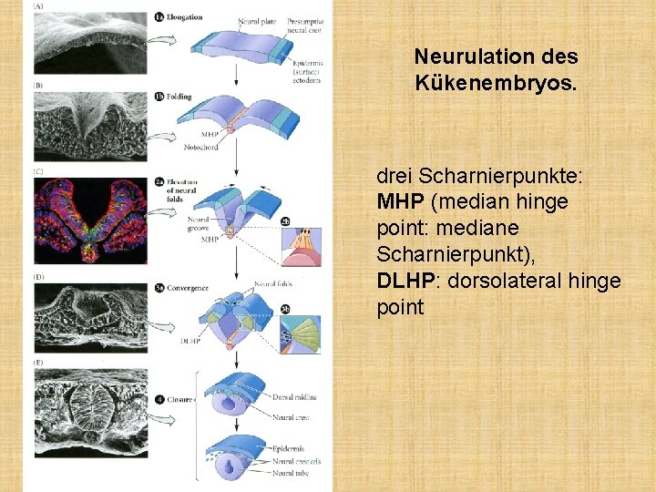 Neurulation des Kükenembryos. drei Scharnierpunkte: MHP (median hinge point: mediane Scharnierpunkt), DLHP: dorsolateral hinge