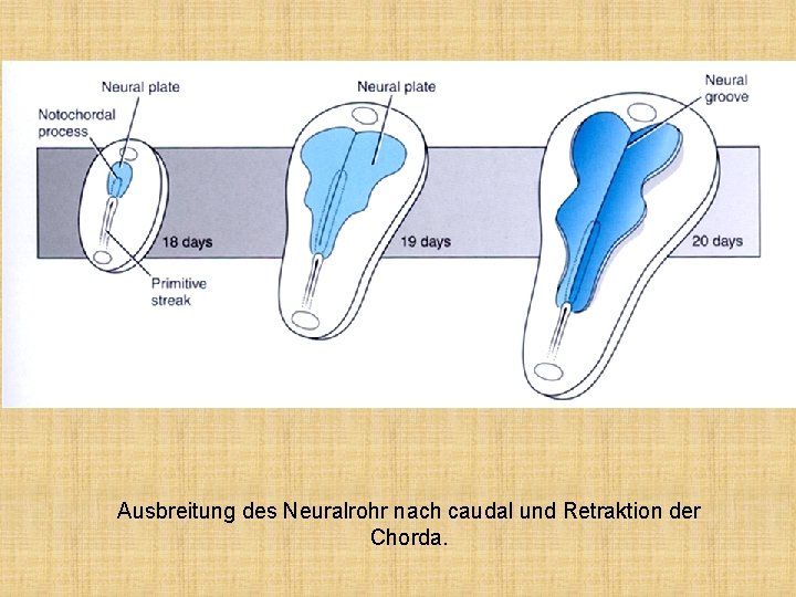 Ausbreitung des Neuralrohr nach caudal und Retraktion der Chorda. 