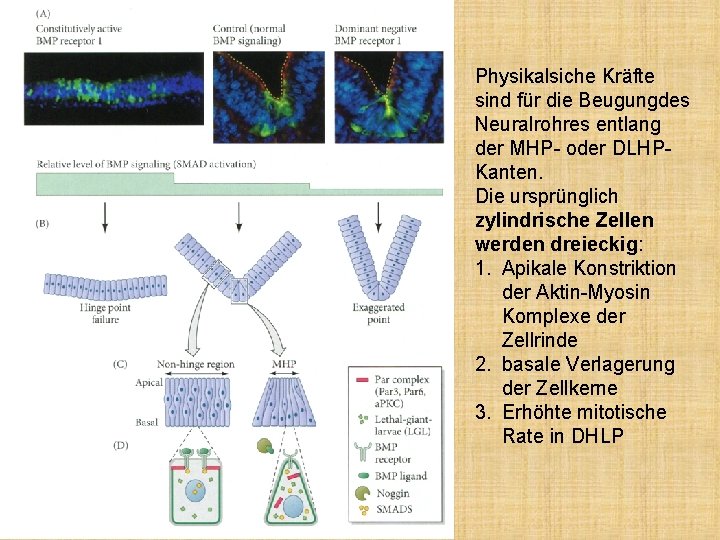 Physikalsiche Kräfte sind für die Beugungdes Neuralrohres entlang der MHP- oder DLHPKanten. Die ursprünglich