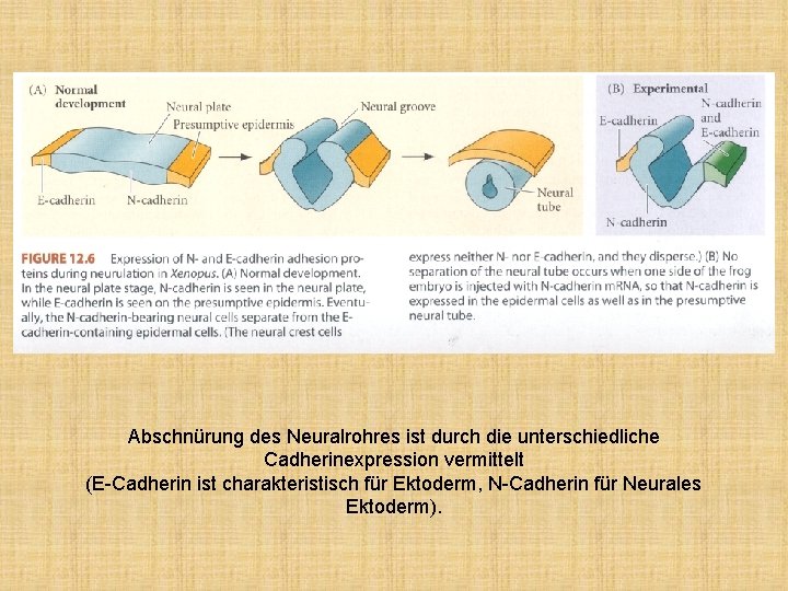 Abschnürung des Neuralrohres ist durch die unterschiedliche Cadherinexpression vermittelt (E-Cadherin ist charakteristisch für Ektoderm,