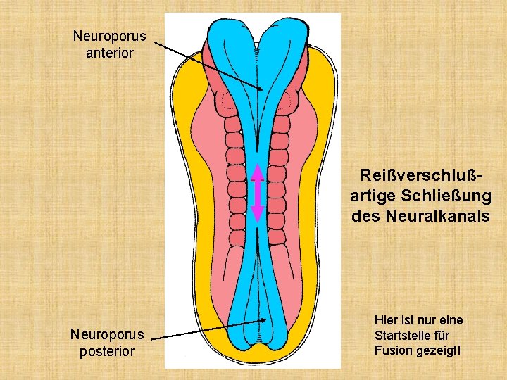 Neuroporus anterior Reißverschlußartige Schließung des Neuralkanals Neuroporus posterior Hier ist nur eine Startstelle für