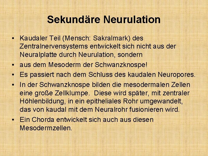 Sekundäre Neurulation • Kaudaler Teil (Mensch: Sakralmark) des Zentralnervensystems entwickelt sich nicht aus der