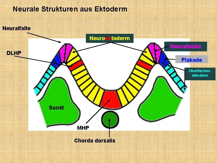 Neurale Strukturen aus Ektoderm Neuralfalte Neuroektoderm Neuralleiste DLHP Plakode Oberflächenektoderm Somit MHP Chorda dorsalis
