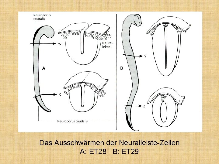 Das Ausschwärmen der Neuralleiste-Zellen A: ET 28 B: ET 29 