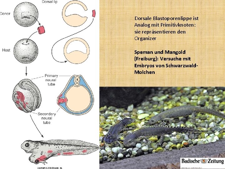 Dorsale Blastoporenlippe ist Analog mit Primitivknoten: sie repräsentieren den Organizer Speman und Mangold (Freiburg):