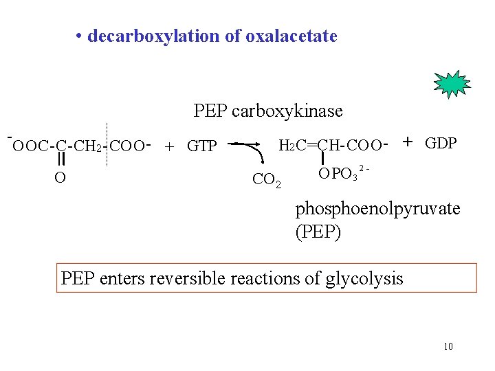  • decarboxylation of oxalacetate PEP carboxykinase - OOC-C-CH 2 -COO - + GTP